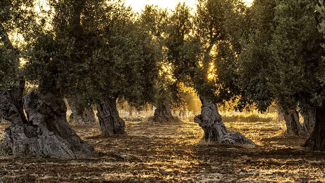 Olivar centenario de Puente Genil