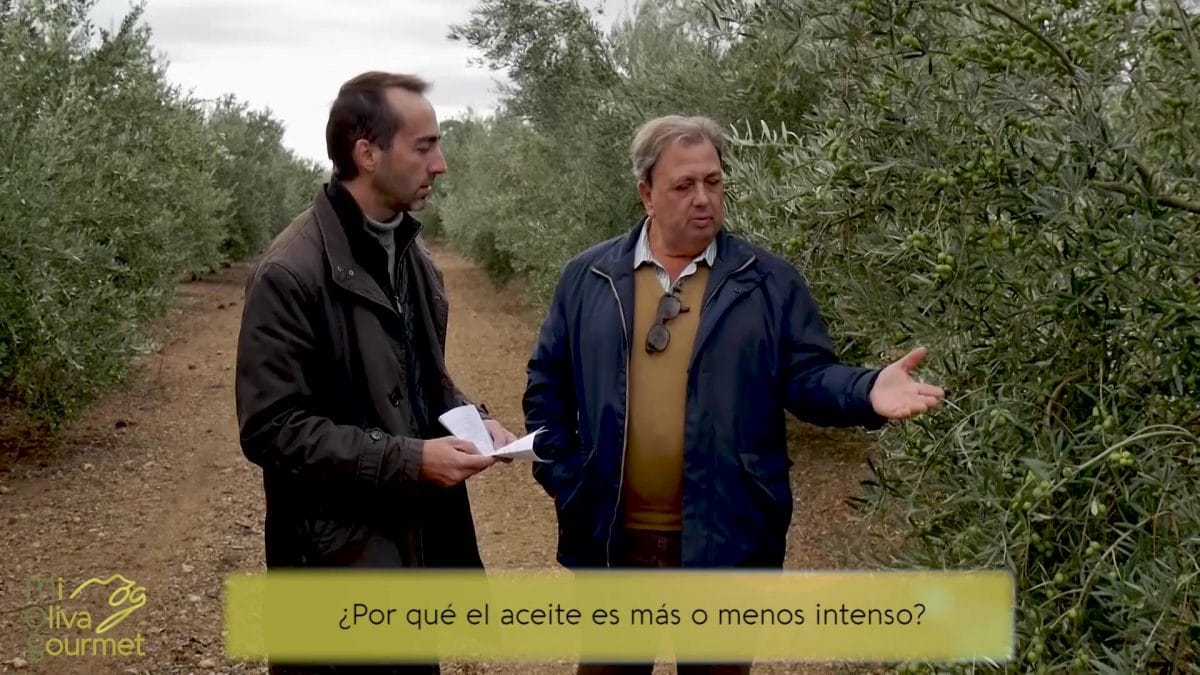 Entrevista a Migue sobre el Aceite de Oliva Virgen Extra