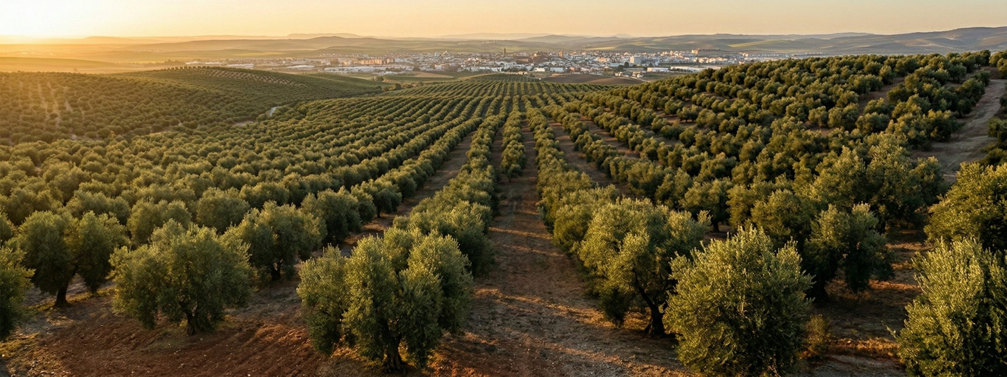 Olivar de Puente Genil